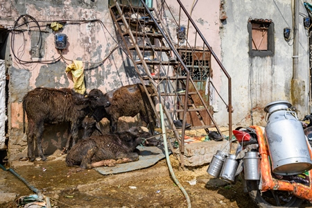 Indian baby buffalo calves tied up in the street outside a small urban tabela, Ghazipur Dairy Farm, Delhi, India, 2022