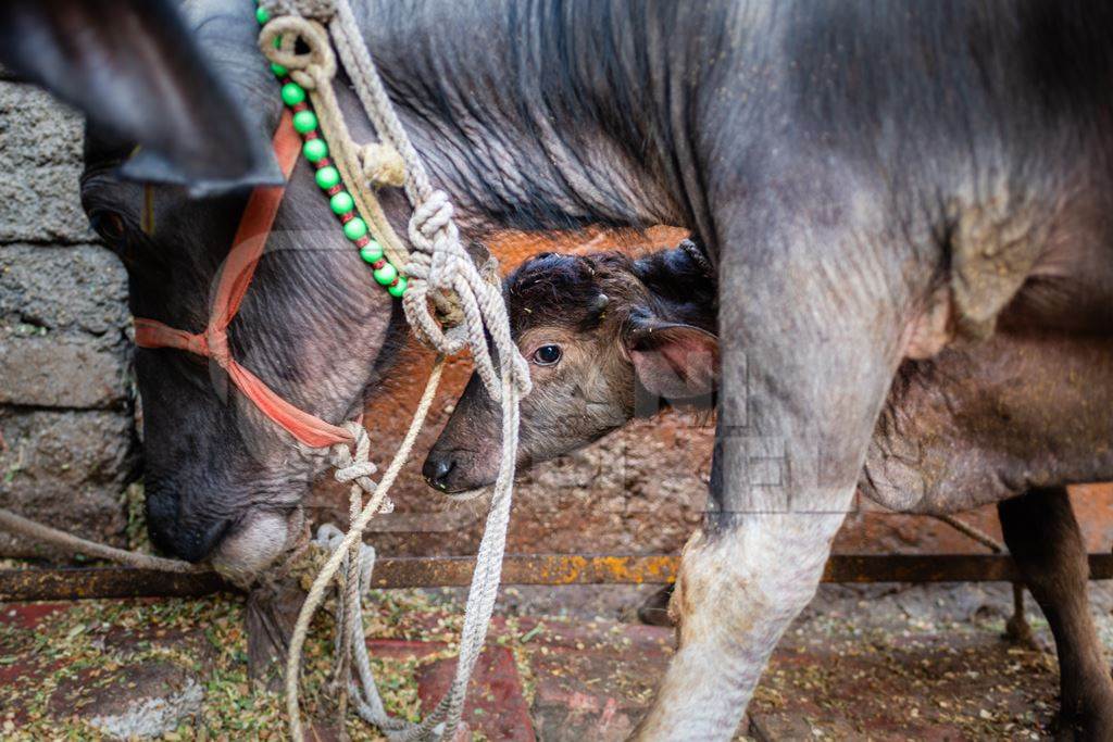 Indian dairy buffalo calf suckling from her mother on an urban tabela, Pune, Maharashtra, India, 2024