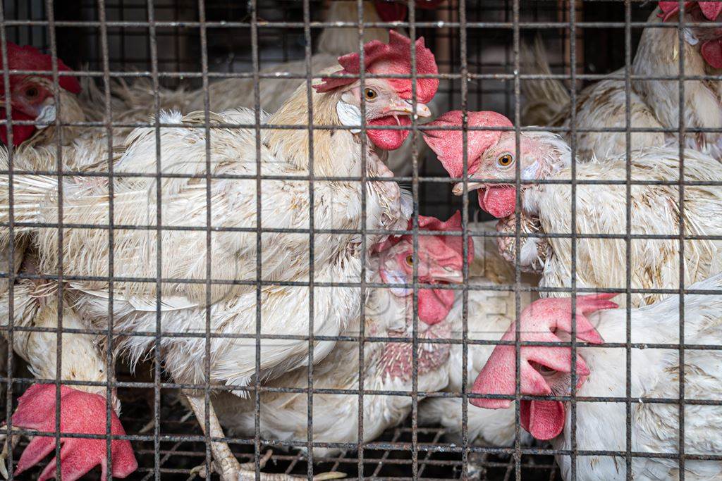 Indian chickens in a cage outside a chicken meat shop, Pune, India, 2022