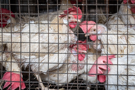 Indian chickens in a cage outside a chicken meat shop, Pune, India, 2022