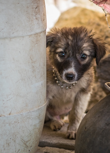 Small cute street puppy in a slum in an urban city