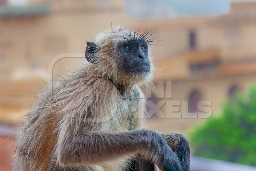 Grey langur monkey in front of orange building