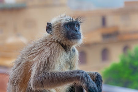 Grey langur monkey in front of orange building