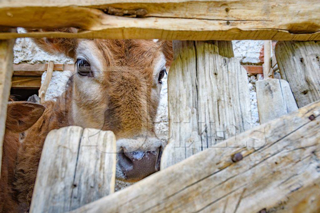 Orange Indian cow with horns in a wooden pen on a rural dairy farm in Ladakh in the HImalaya mountains in India