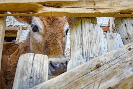 Orange Indian cow with horns in a wooden pen on a rural dairy farm in Ladakh in the HImalaya mountains in India