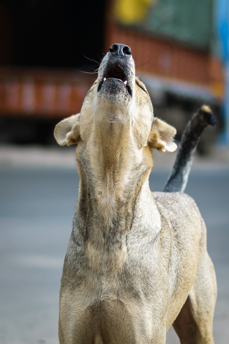 Stray street dog on road barking or howling in urban city