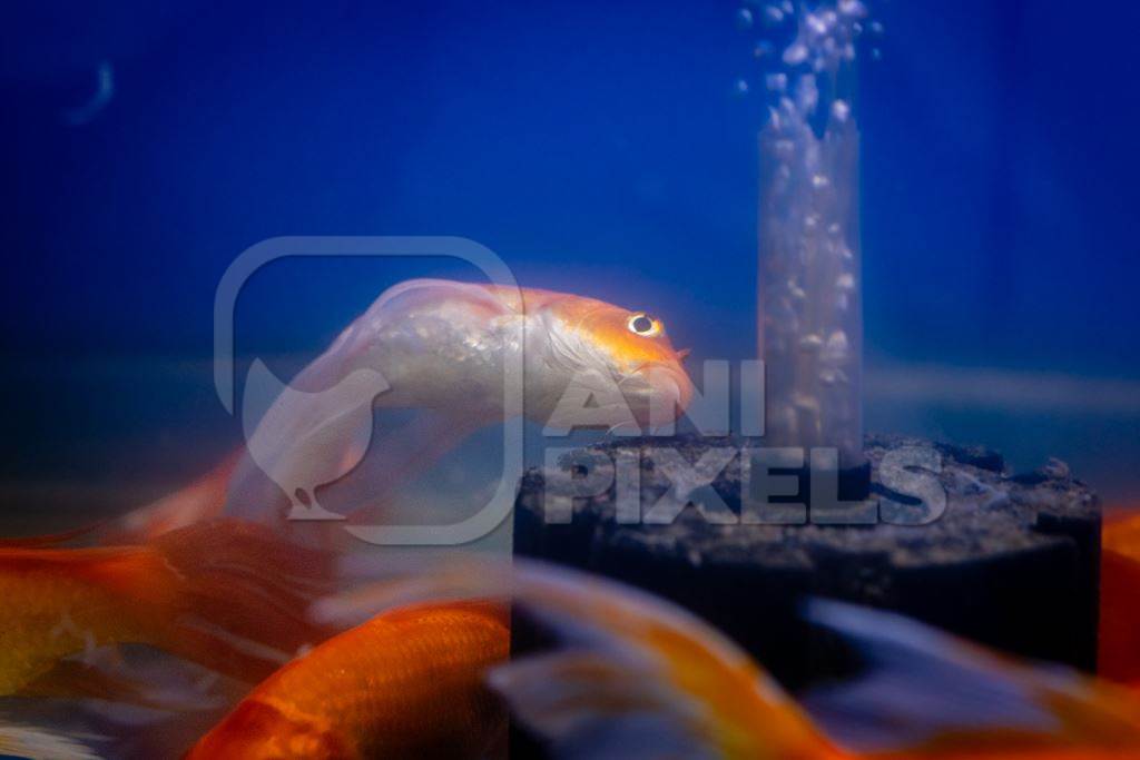 Sick goldfish in a tank at an underwater fish tunnel expo aquarium in Pune, Maharashtra, India, 2024