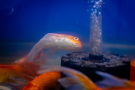 Sick goldfish in a tank at an underwater fish tunnel expo aquarium in Pune, Maharashtra, India, 2024