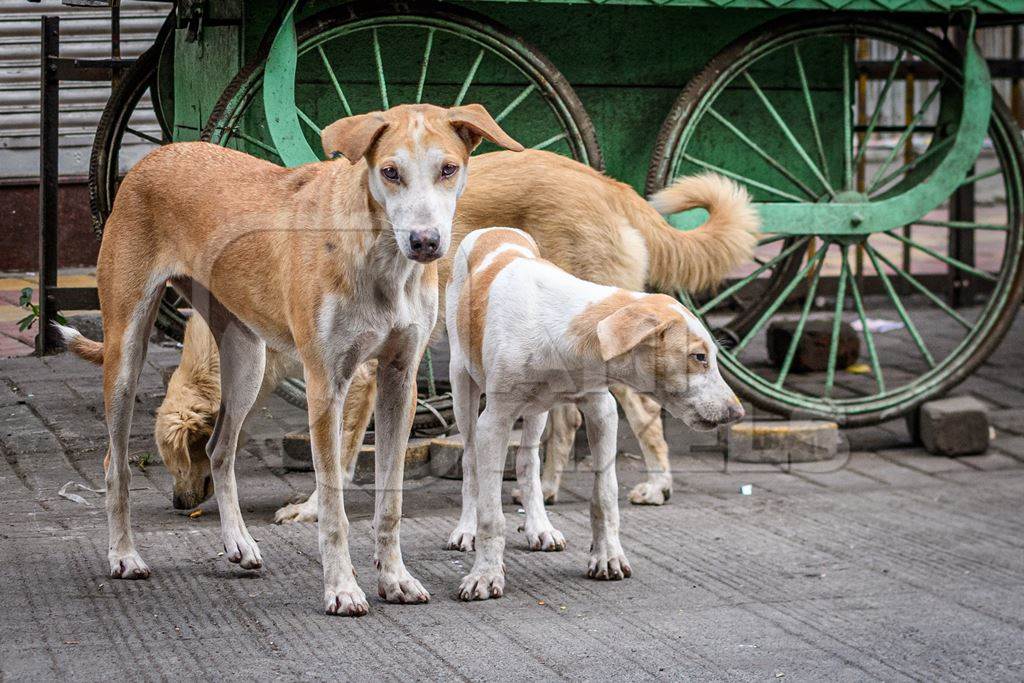 Indian stray or street pariah dogs on road in urban city of Pune, Maharashtra, India, 2021