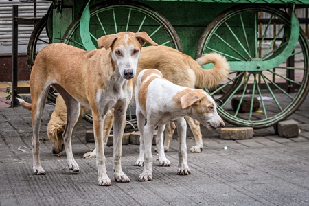 Indian stray or street pariah dogs on road in urban city of Pune, Maharashtra, India, 2021