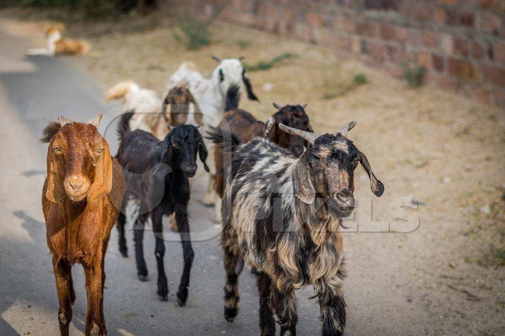 Herd of goats on the street in the city