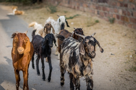 Herd of goats on the street in the city