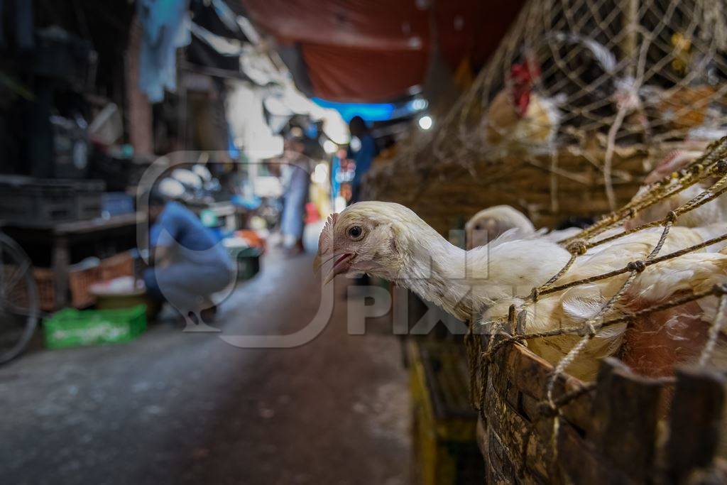 Baskets of chickens at the chicken meat market inside New Market, Kolkata, India, 2022