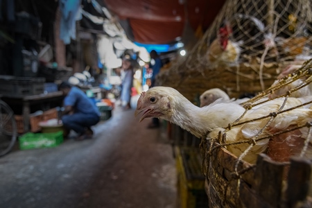 Baskets of chickens at the chicken meat market inside New Market, Kolkata, India, 2022