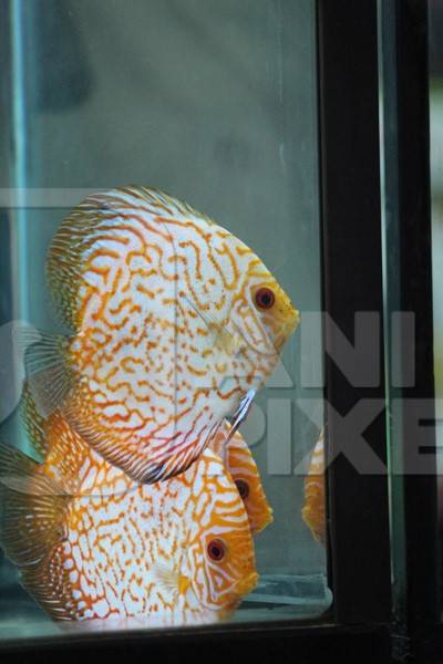 Fishes kepts as pets in captivity in tank or aquarium