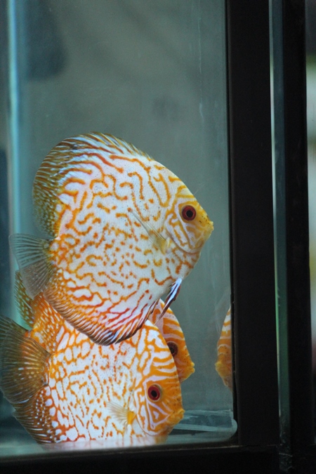 Fishes kepts as pets in captivity in tank or aquarium