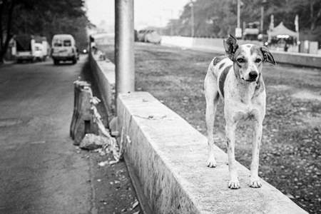 Indian street dog or stray pariah dog on the road in the city of Pune, Maharashtra, India, 2024