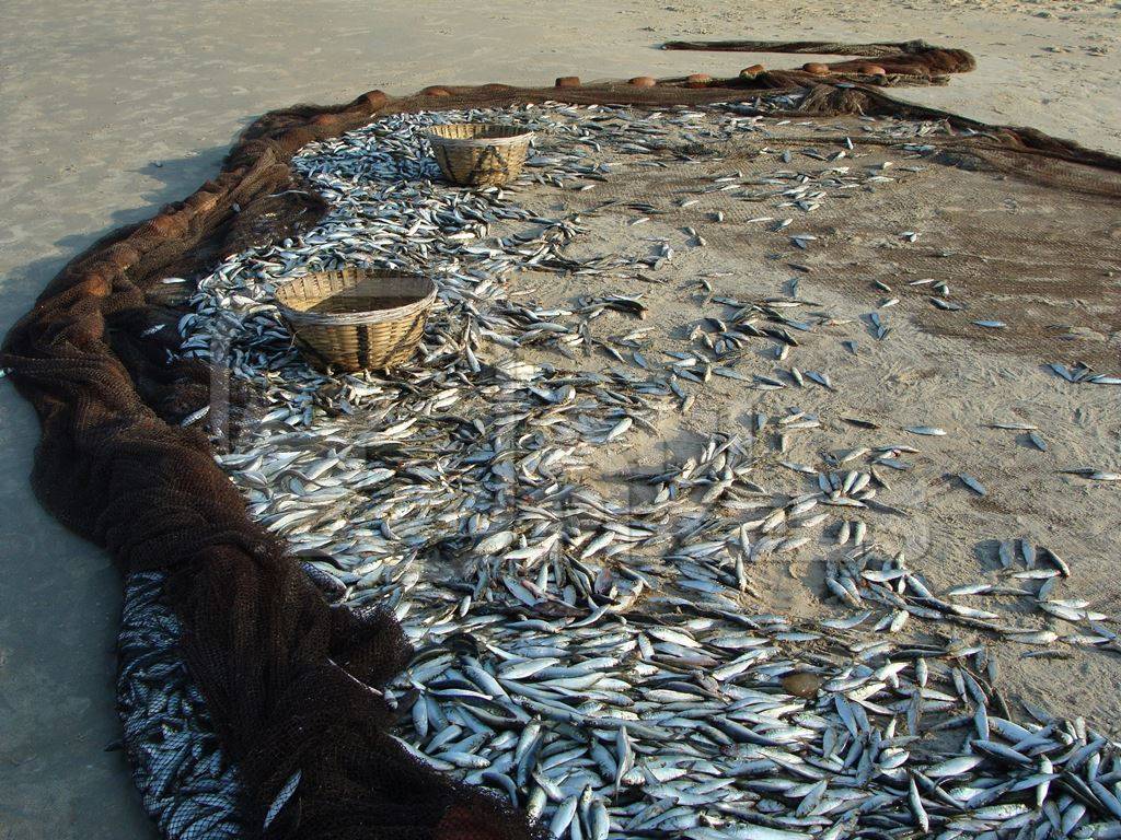 Many silver sardine fish caught in fishing net on beach