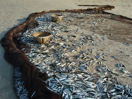 Many silver sardine fish caught in fishing net on beach