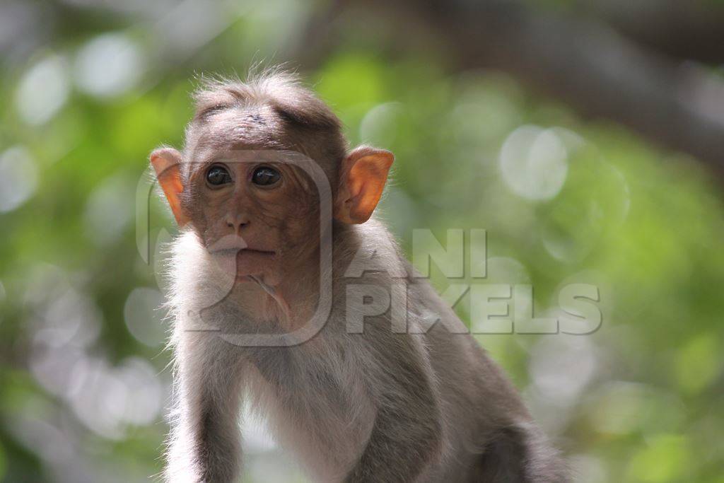 Baby macaque monkey in tree