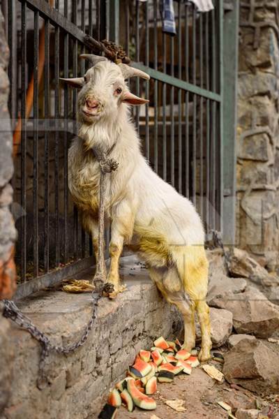 Indian goat tied up near a meat shop in Nizamuddin, Delhi, India, 2023