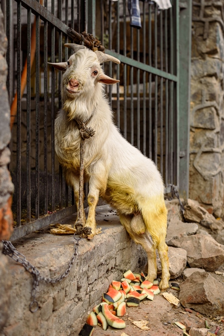 Indian goat tied up near a meat shop in Nizamuddin, Delhi, India, 2023