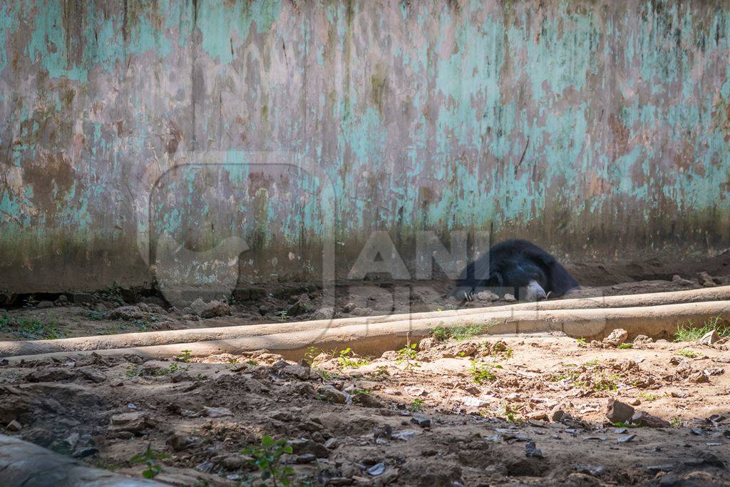 Captive bored sloth bear lying in a barren enclosure at Patna zoo in Bihar