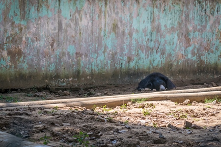 Captive bored sloth bear lying in a barren enclosure at Patna zoo in Bihar