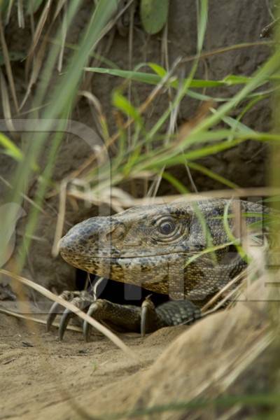 Monitor lizard coming out of a hole