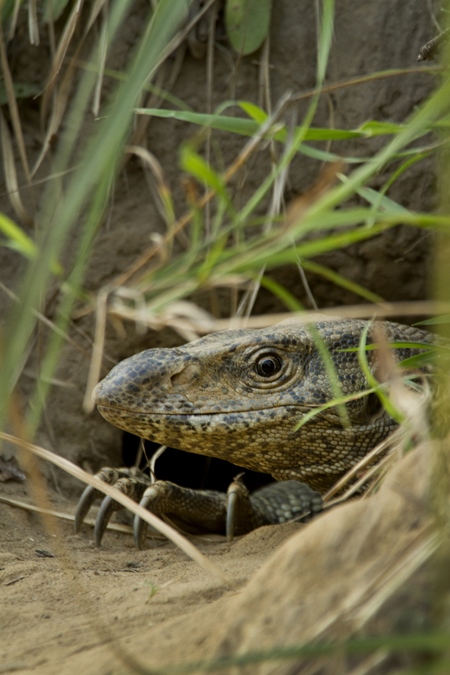 Monitor lizard coming out of a hole