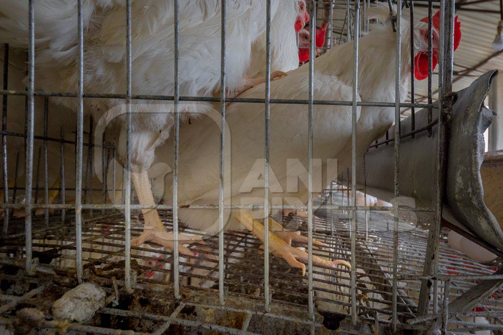 Feet of layer hens or chickens standing on wire in battery cages on a poultry layer farm or egg farm in rural Maharashtra, India, 2021
