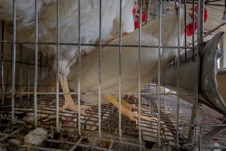 Feet of layer hens or chickens standing on wire in battery cages on a poultry layer farm or egg farm in rural Maharashtra, India, 2021