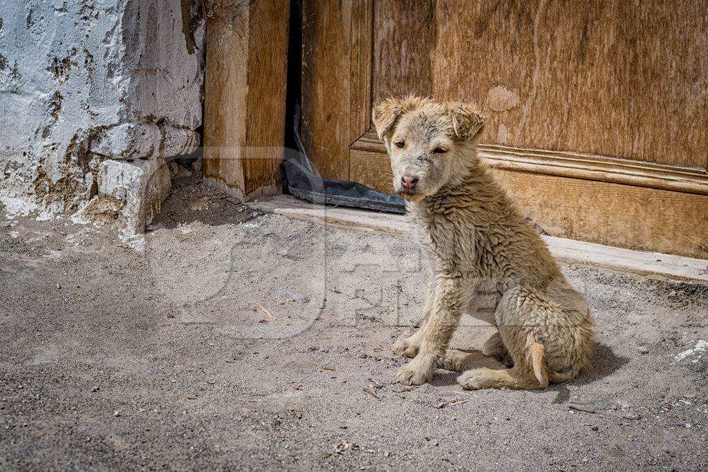 Scruffy dirty small stray puppy at a monastery in Ladakh in the Himalayas