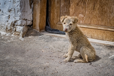 Scruffy dirty small stray puppy at a monastery in Ladakh in the Himalayas