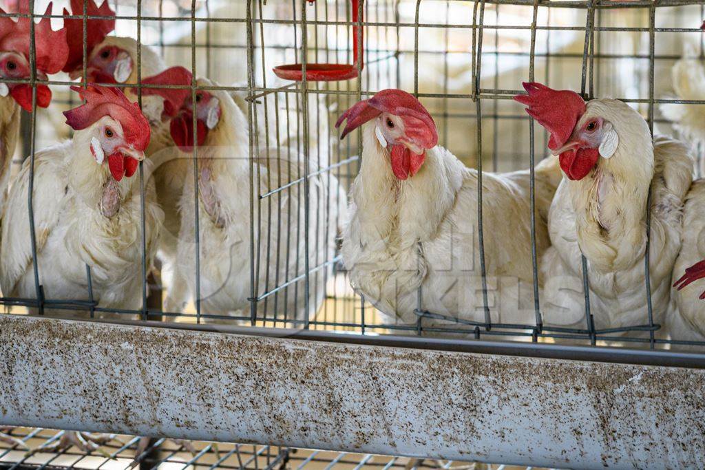 Indian egg laying chickens or layer hens in small battery cages on an egg farm, Maharashtra, India, 2022