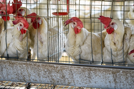 Indian egg laying chickens or layer hens in small battery cages on an egg farm, Maharashtra, India, 2022