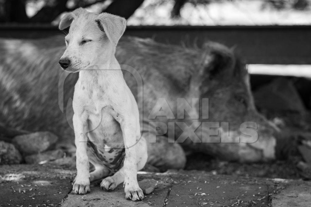 Indian street or stray puppy dog and urban or feral pig in a slum area in an urban city in Maharashtra in India in black and white