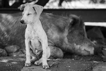 Indian street or stray puppy dog and urban or feral pig in a slum area in an urban city in Maharashtra in India in black and white