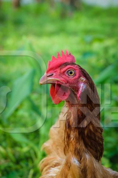 Brown chicken with green grass background