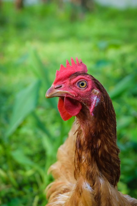 Brown chicken with green grass background