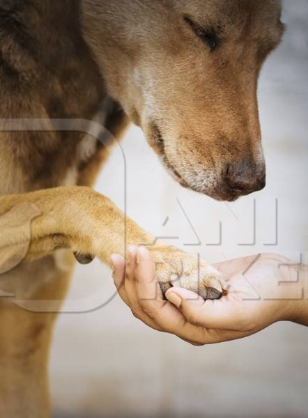 Volunteer animal rescuer holding the paw of a brown street dog