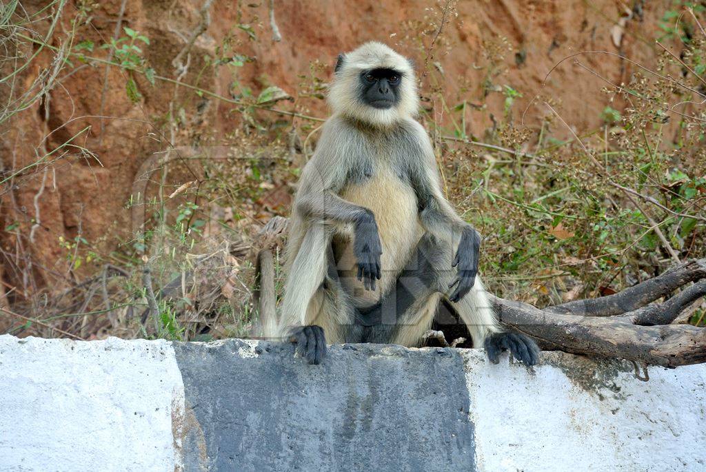 Grey langur sitting on roadside