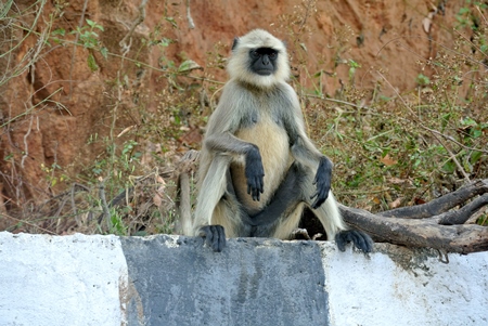 Grey langur sitting on roadside