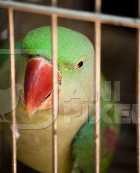 Green Alexandrine parrot with red beak illegally kept as pet in cage with bars.