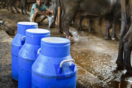 Milk cans and farmed Indian buffaloes on an urban dairy farm or tabela, Aarey milk colony, Mumbai, India, 2023