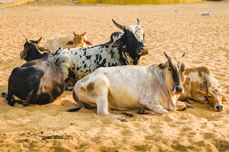 Street cows on beach in Goa in India