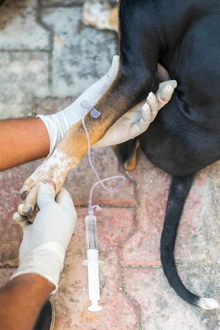 Veterinary doctor giving an intravenous injection to a street dog