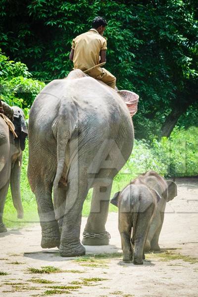 Elephants used for tourist elephant safari rides in Kaziranga National Park