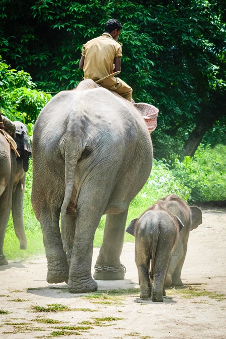 Elephants used for tourist elephant safari rides in Kaziranga National Park