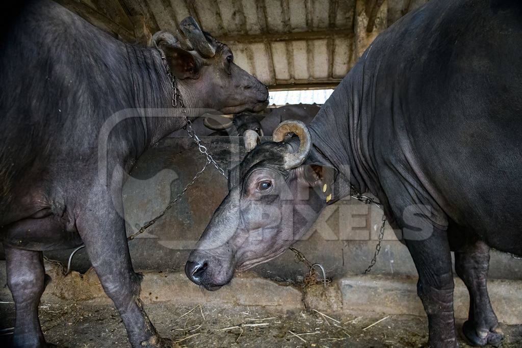 Two farmed Indian buffaloes chained up on an urban dairy farm or tabela, Aarey milk colony, Mumbai, India, 2023